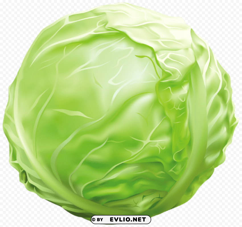 cabbage PNG pictures with alpha transparency