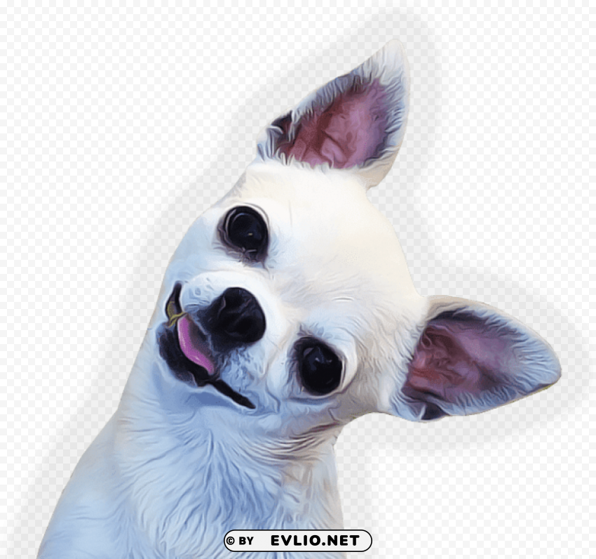 chihuahua face side PNG images with no royalties