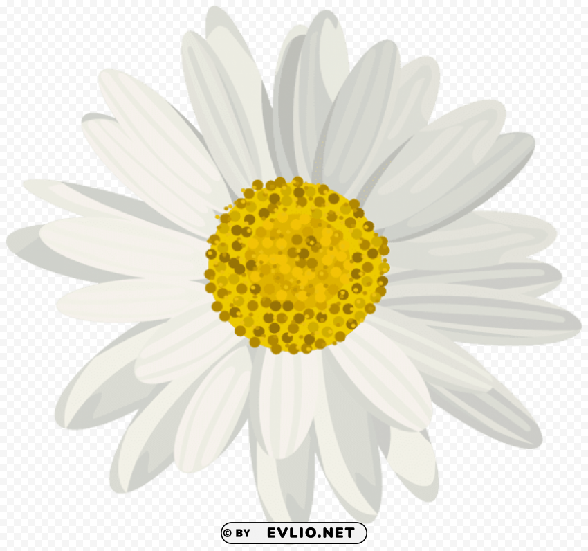daisy HighResolution PNG Isolated Illustration