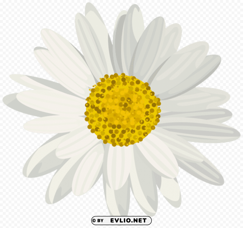 Daisy HighResolution PNG Isolated Illustration