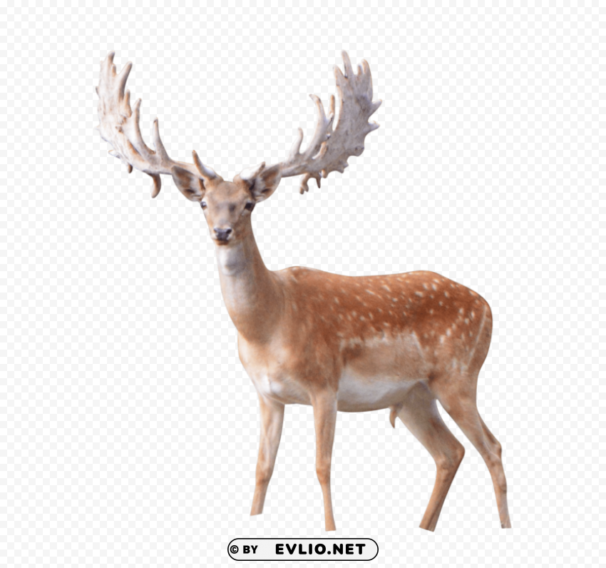 elk PNG photo without watermark