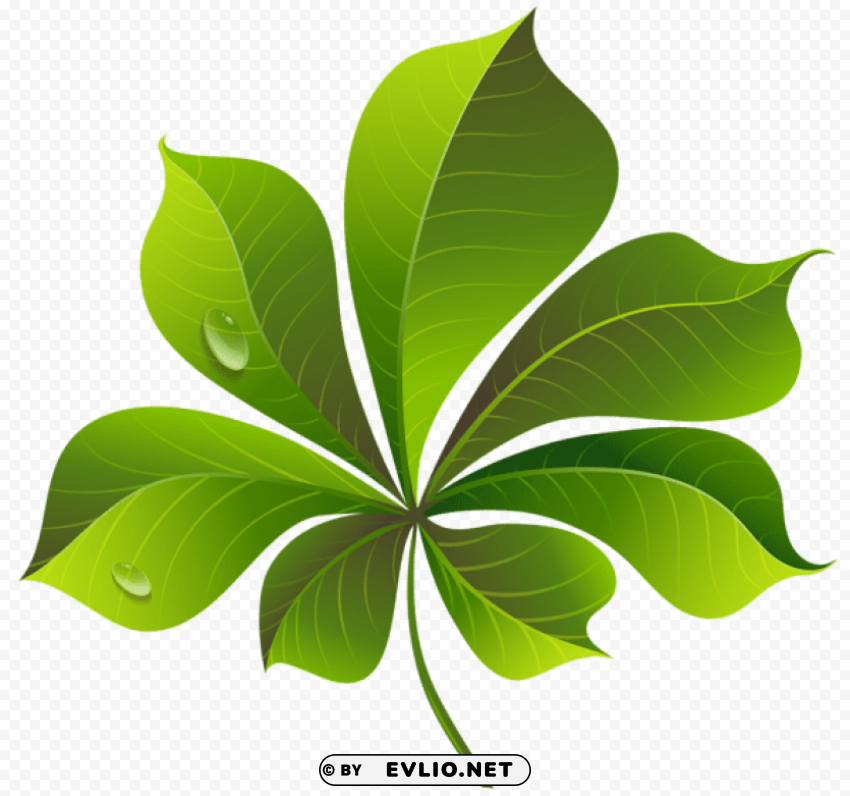 fall green leaf PNG Image with Isolated Element