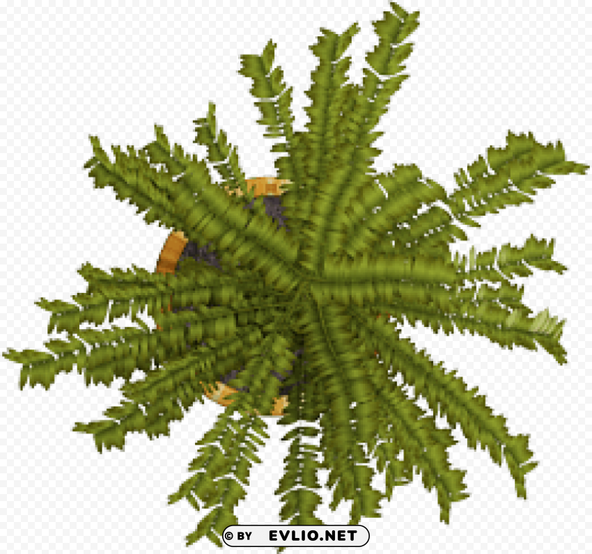 Plant PNG photo with transparency