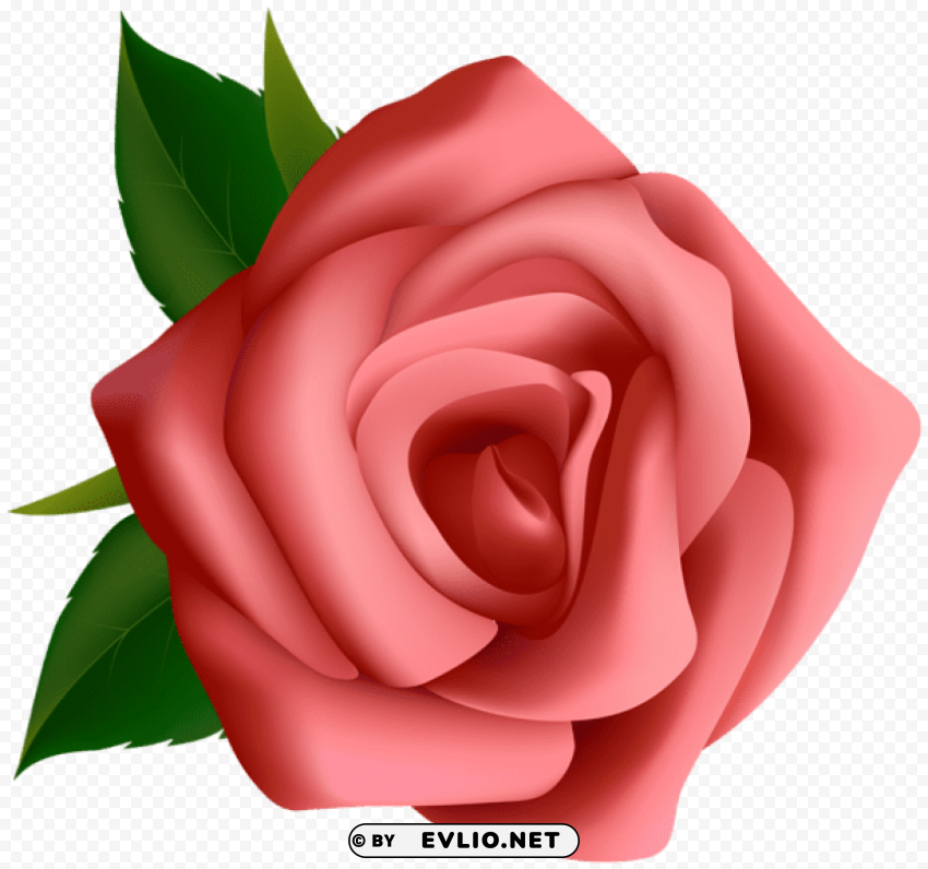 red rose PNG images free