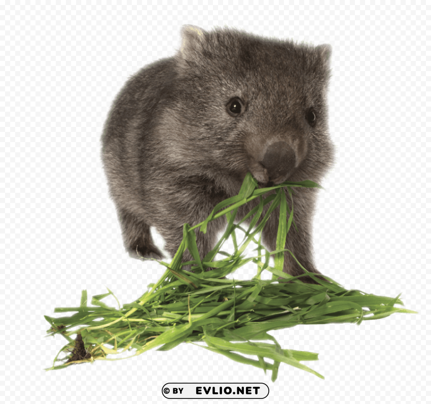 wombat eating grass Isolated Item in Transparent PNG Format