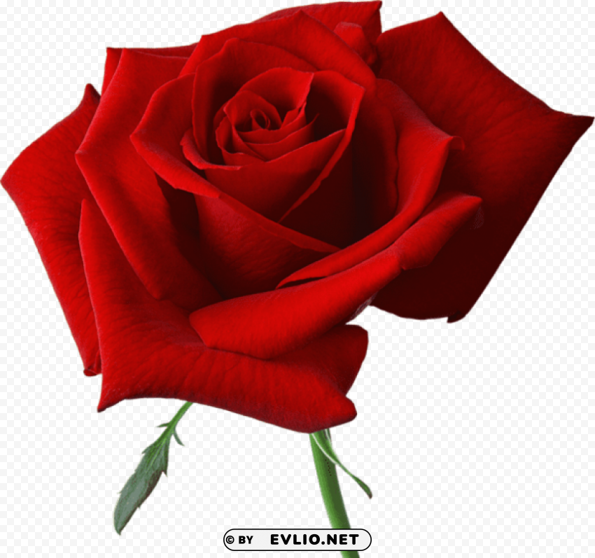 PNG image of large red rose Isolated Element in HighResolution Transparent PNG with a clear background - Image ID b631ebaf