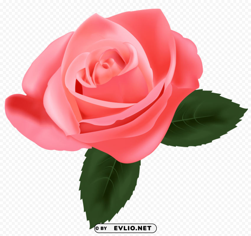 pink rose PNG images with transparent backdrop clipart png photo - 548bb8c1