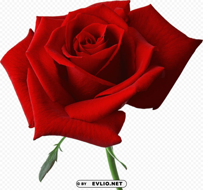 red rose Clear Background PNG Isolated Illustration