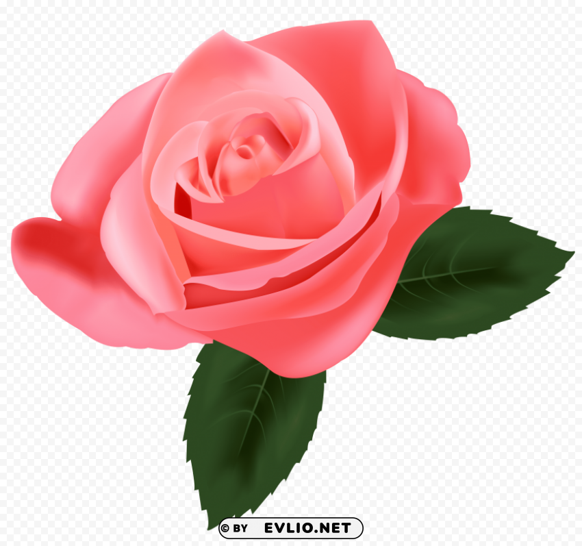 Rose Clean Background Isolated PNG Illustration
