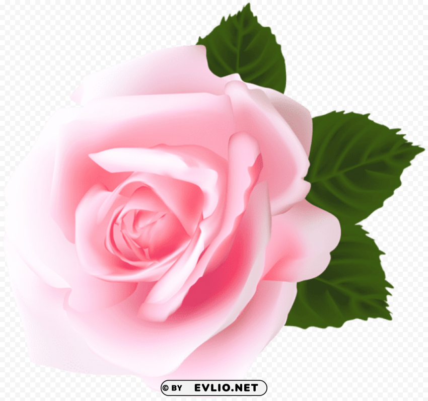 rose pink PNG graphics with alpha transparency broad collection