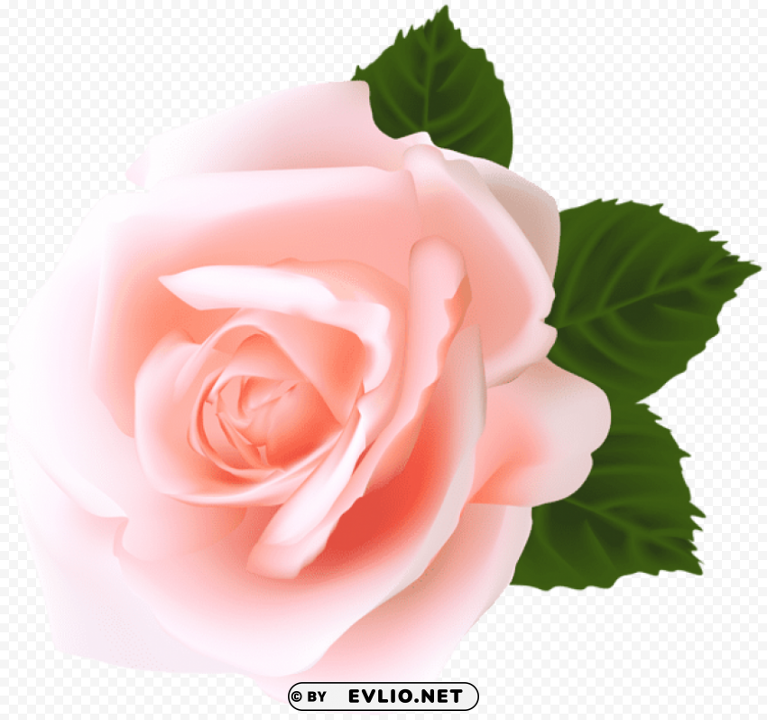 rose PNG graphics for presentations