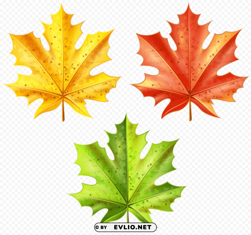 set of autumn leaves Transparent PNG images complete library
