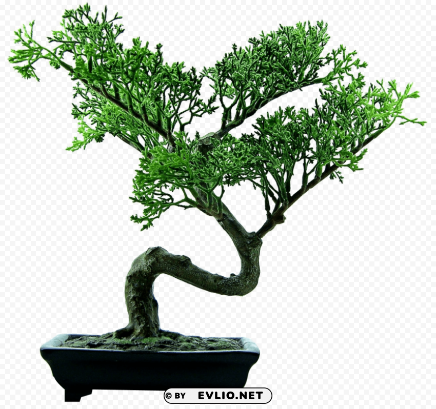 bonsai tree PNG files with no backdrop wide compilation