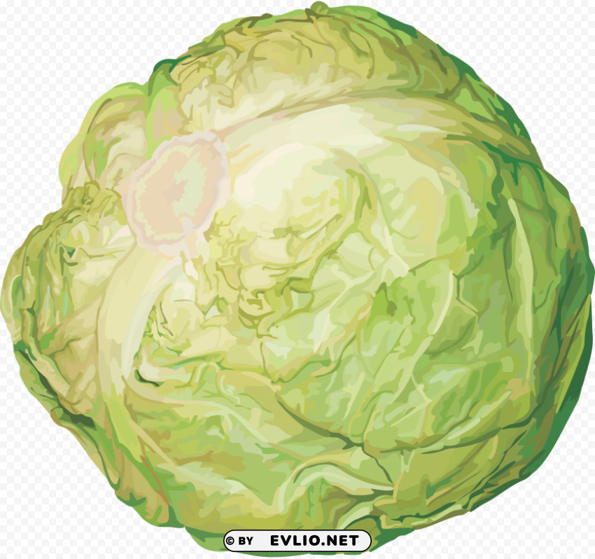 cabbage Isolated Artwork in Transparent PNG Format