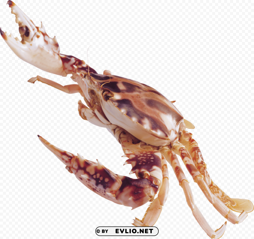 crab Isolated Design Element in PNG Format