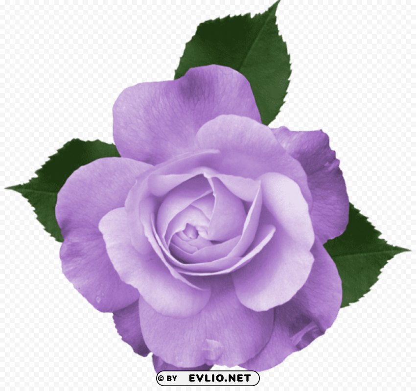 PNG image of beautiful lilac rose PNG with transparent background for free with a clear background - Image ID f2f89bb8