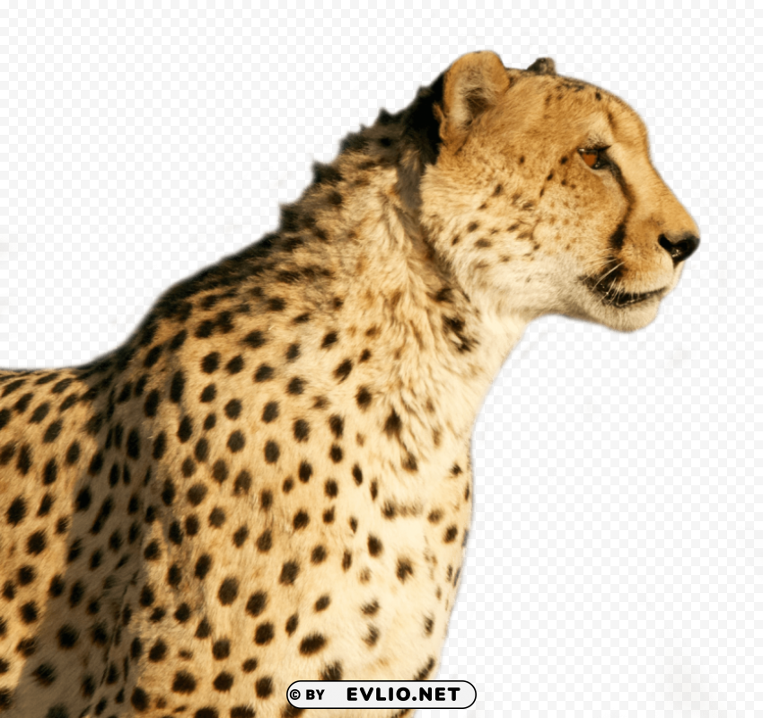 cheetah PNG format with no background