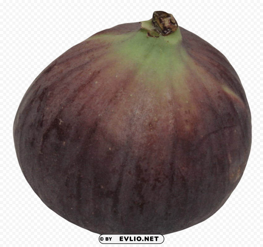 Fig PNG for presentations