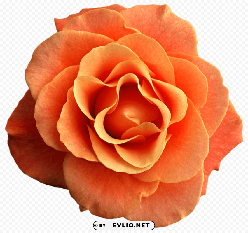 PNG image of orange rose PNG images with alpha transparency diverse set with a clear background - Image ID b8ee44a3