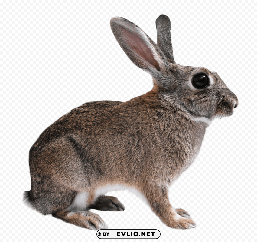 Rabbit PNG with no background diverse variety
