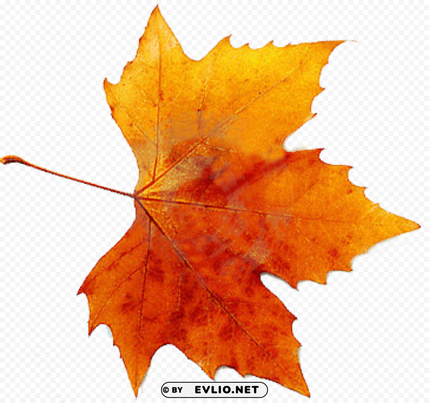 autumn free Isolated Subject on HighQuality PNG