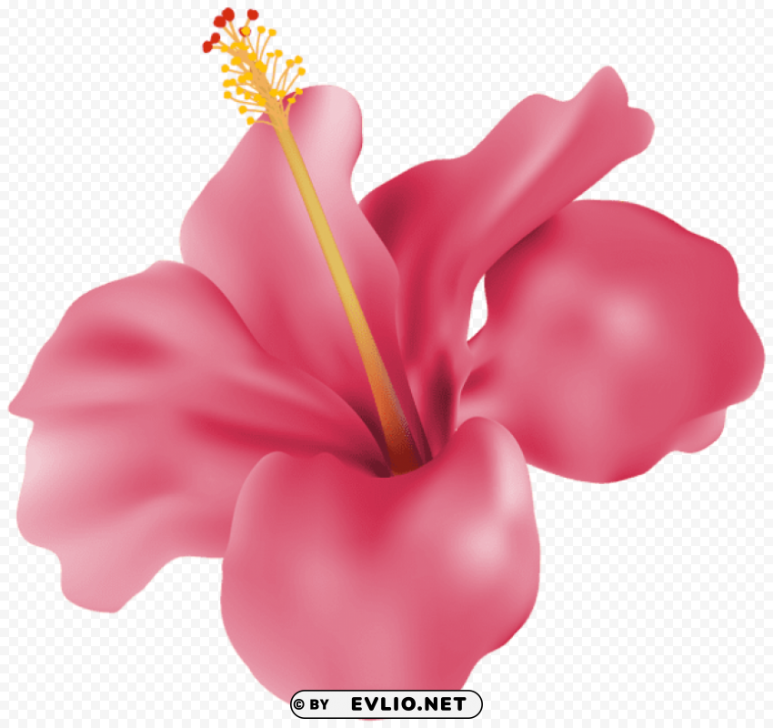 hibiscus pink PNG transparent design bundle