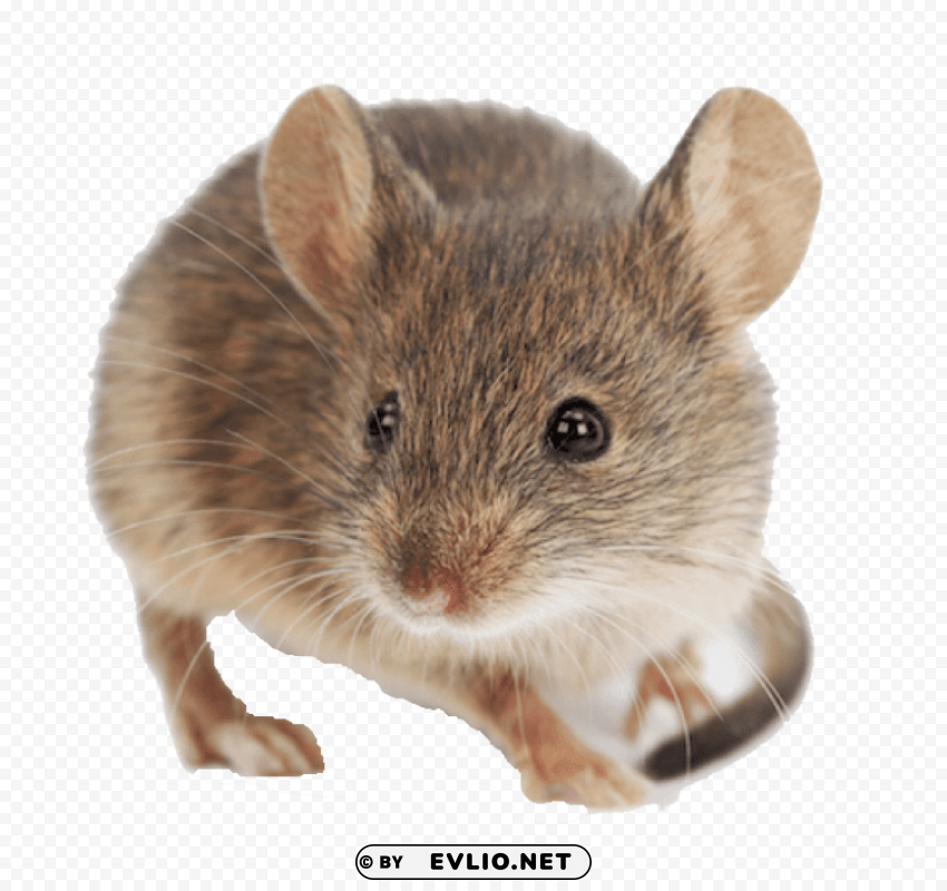 mouse ClearCut Background PNG Isolated Item