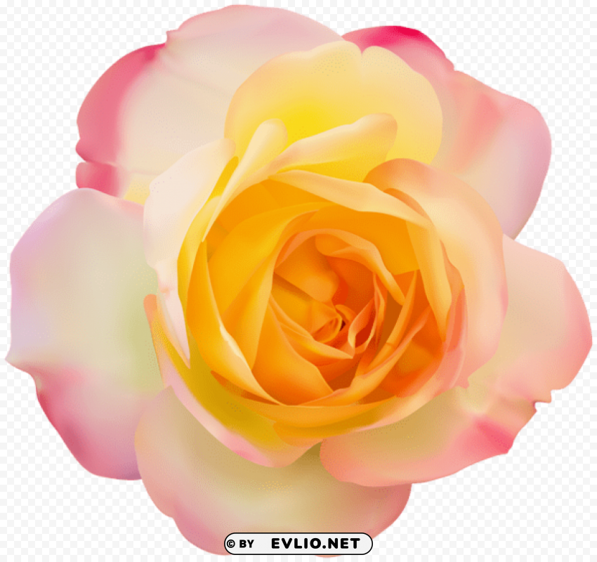 rose transparent PNG photo without watermark