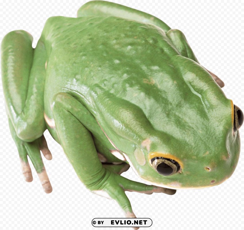 frog Isolated Icon on Transparent Background PNG