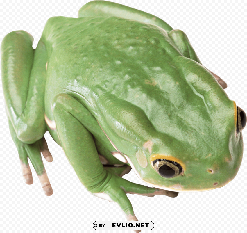 Frog PNG Cutout