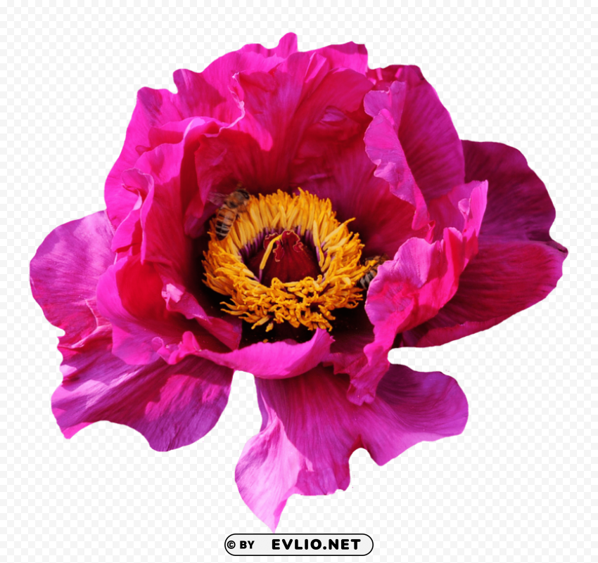 PNG image of pink rose flower Transparent PNG graphics assortment with a clear background - Image ID 284e7383