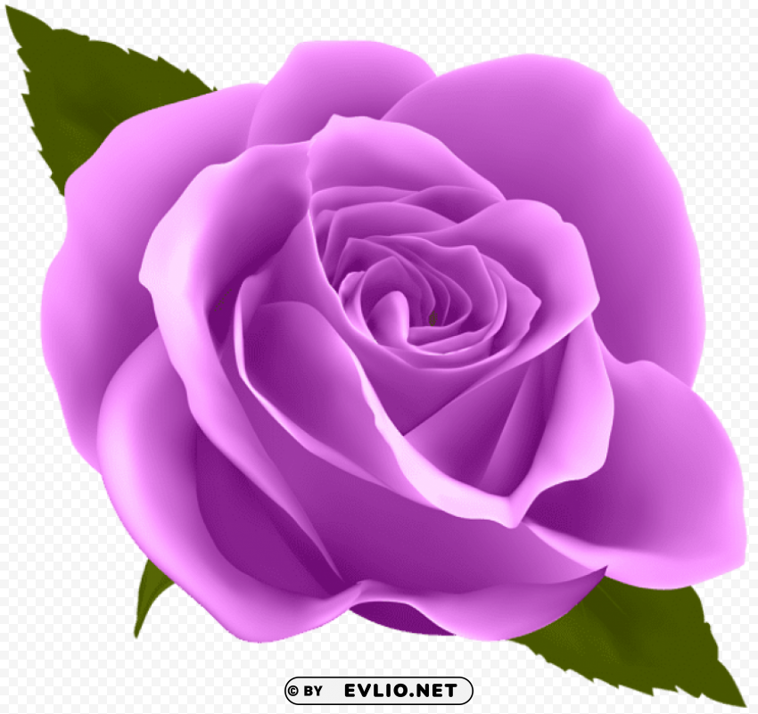 Purple Rose PNG For Social Media