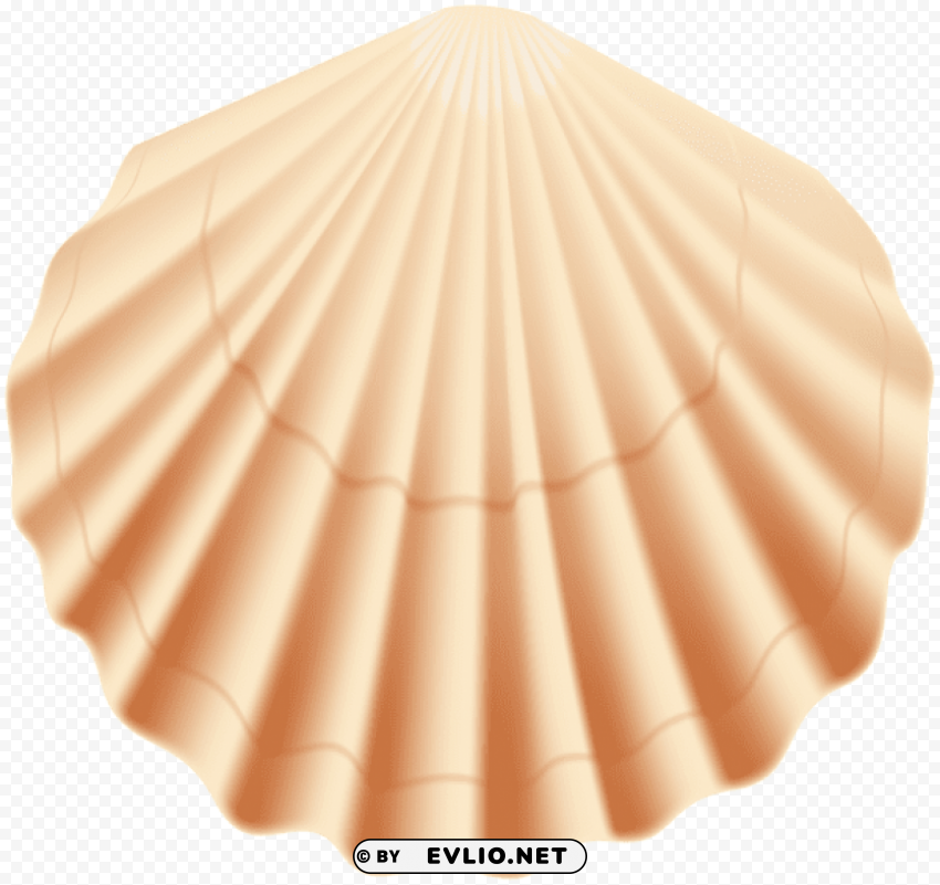 seashell PNG transparent images for printing
