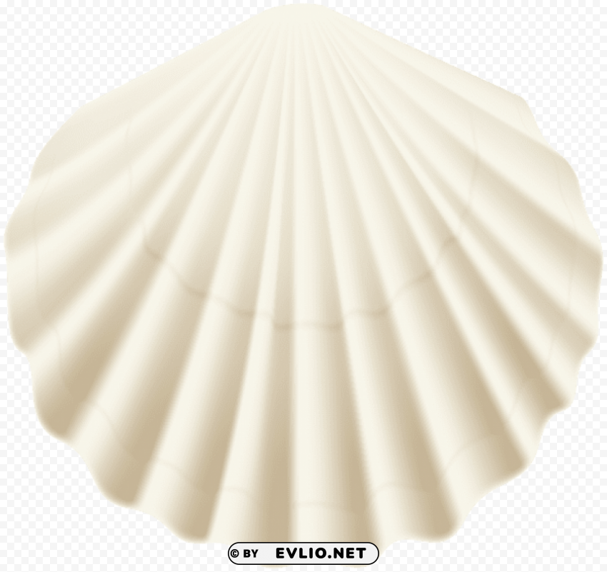 seashell white PNG transparent images bulk