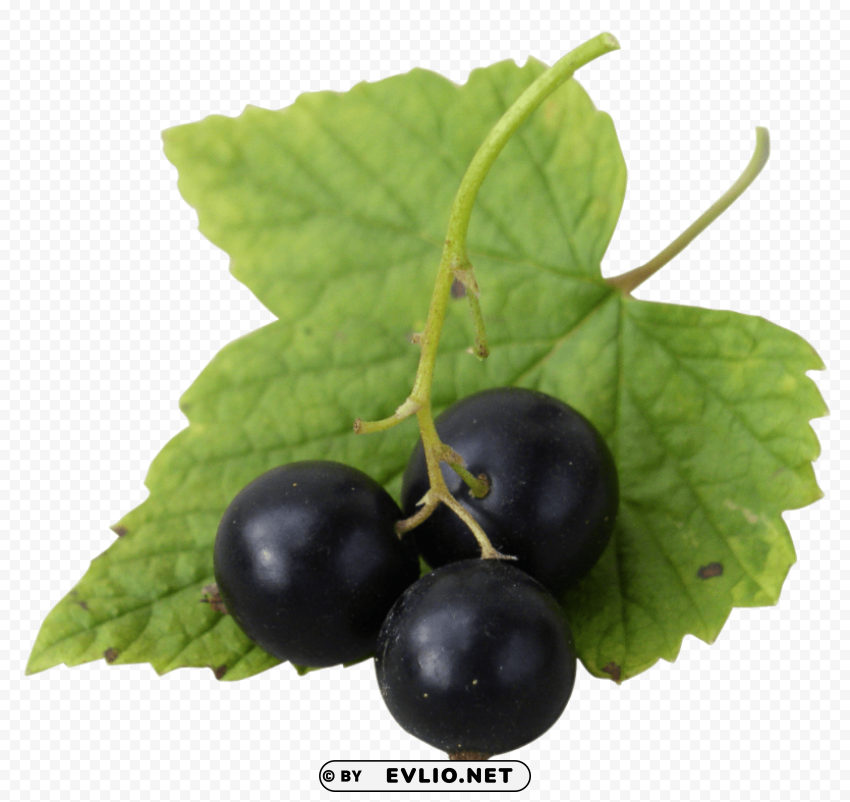 black currant PNG Isolated Design Element with Clarity