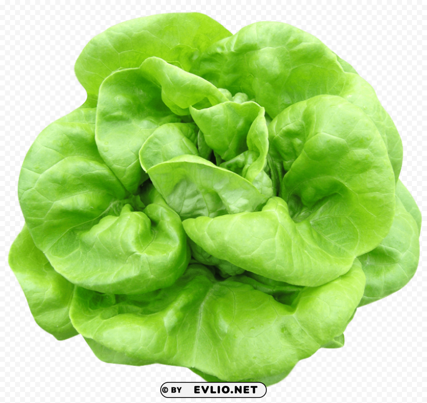 butterhead lettuce PNG icons with transparency