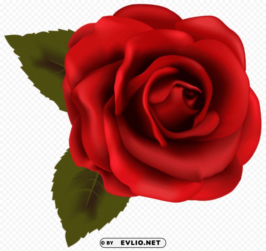 beautiful red rose transparent PNG Graphic with Isolated Transparency
