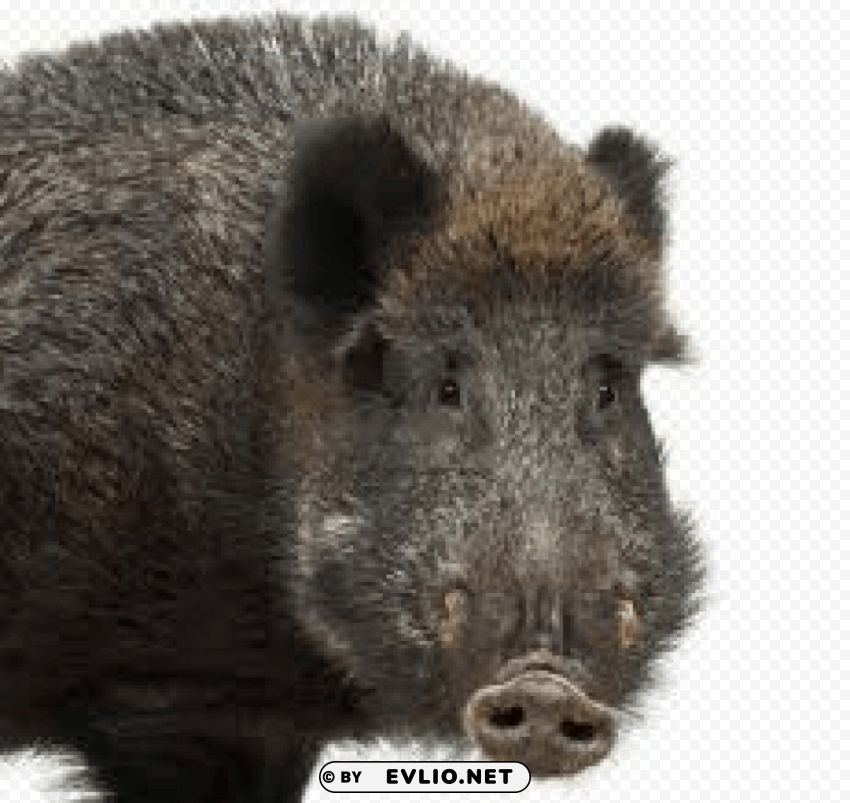 boar Isolated Design Element on PNG