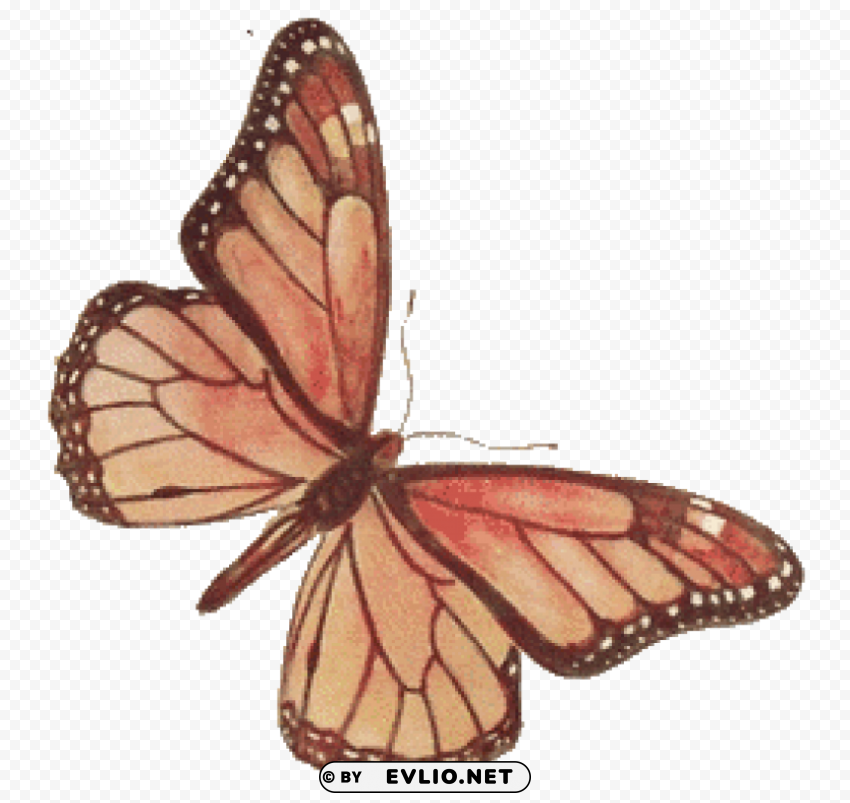 Brown Rose Butterfly PNG Image With Clear Background Isolation