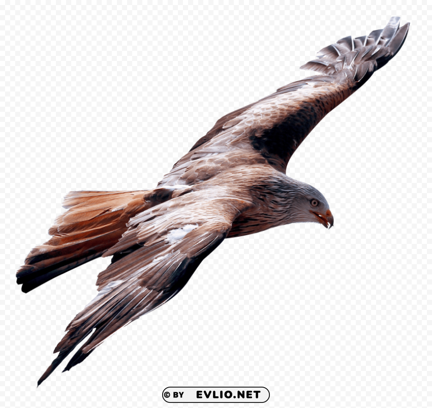 Eagle Fly PNG transparent elements compilation