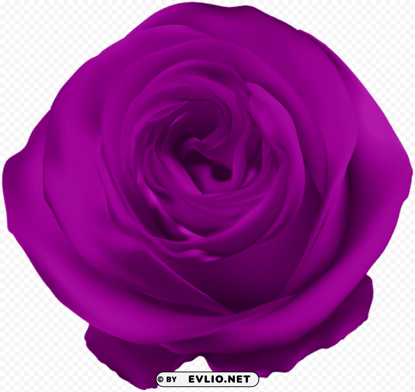PNG image of purple rose PNG images with transparent canvas compilation with a clear background - Image ID b46d8b5b