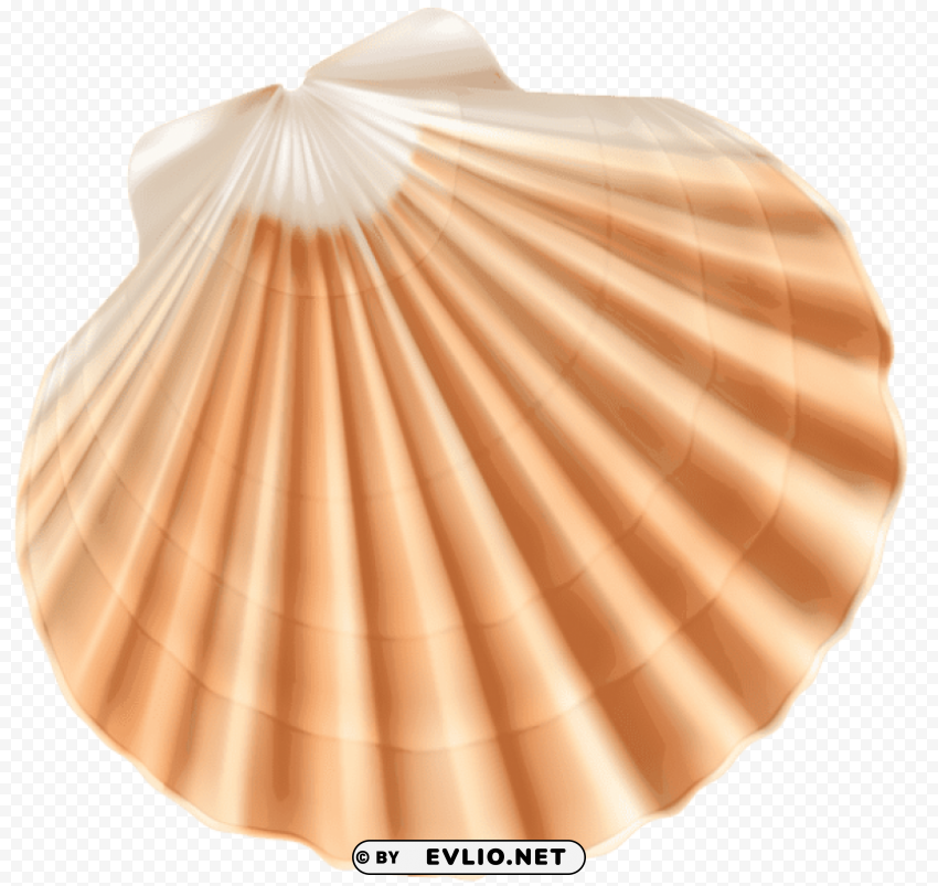 sea shell PNG transparent design