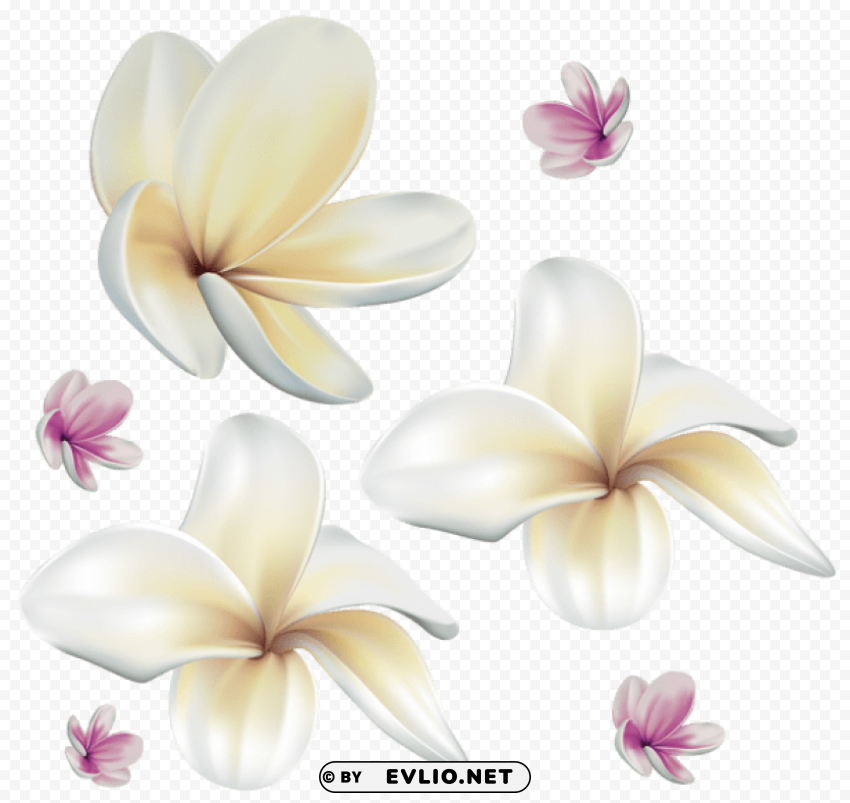 soft exotic flowers PNG transparent images mega collection