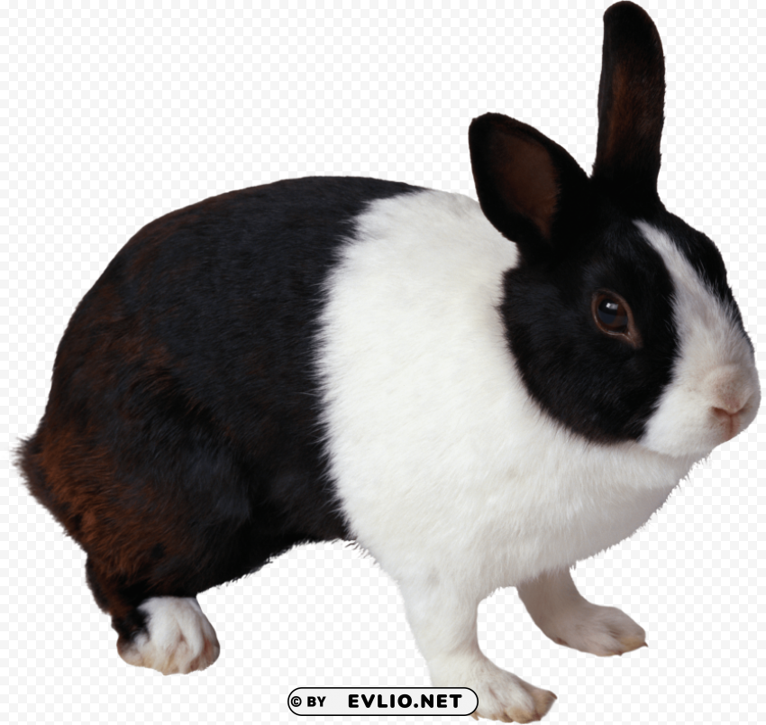 black and white rabbit PNG Image with Clear Isolated Object
