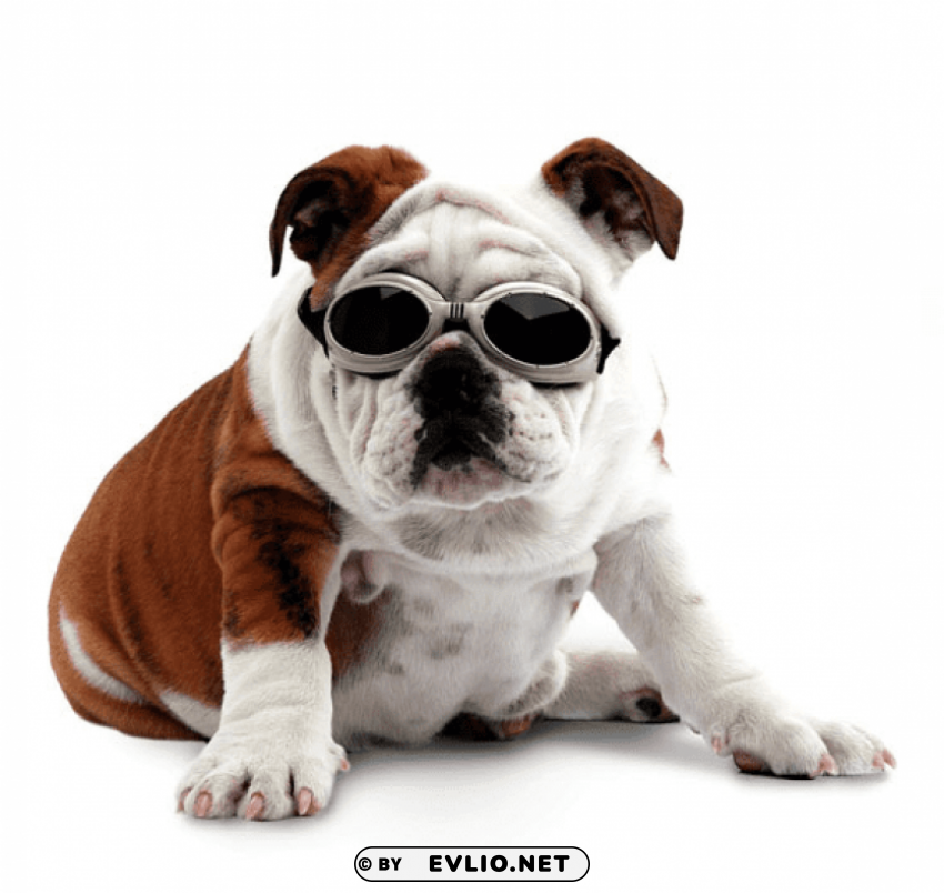 bulldog transparen PNG transparent elements compilation png images background - Image ID 8444318e