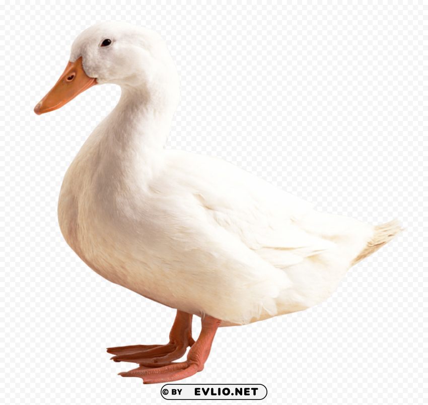 duck white Isolated Artwork on Clear Transparent PNG