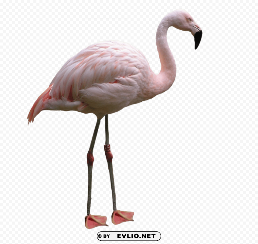 flamingo Clear PNG pictures assortment