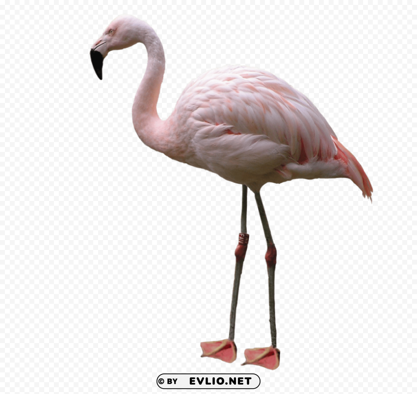 flamingo Clear PNG pictures broad bulk