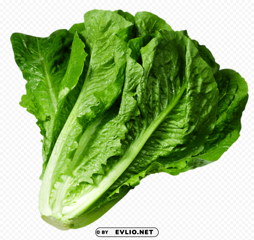 lettuce PNG files with clear backdrop collection