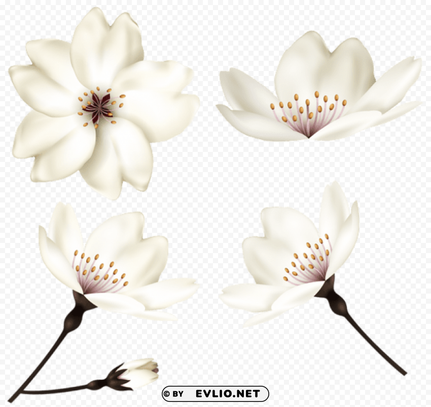 spring flowers PNG transparent design bundle